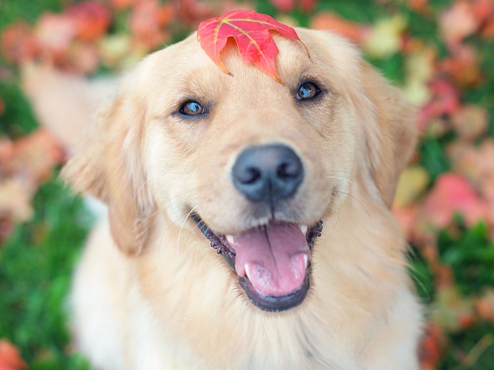 Portrait of a Golden retriever dog with a maple leaf on its head