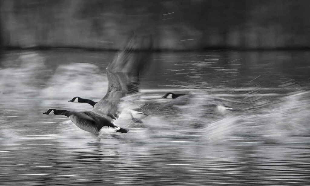 Canadian goose captured in Markham,On.
Nikon D5000, 70-200mm, f/6.3, 1/40, ISO200
