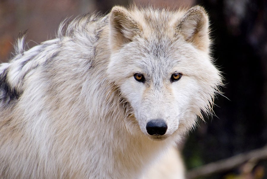 Lakota Wolf Preserve 1