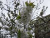 small white flowers