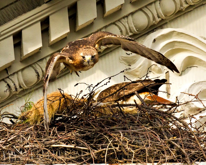 "The Red-tails on the Fordham campus (Bronx, NY) have begun sitting on eggs. The changing of the guard as the female returns to the nest and the male takes off." See more of Rich Fleisher's work on his Flickr.