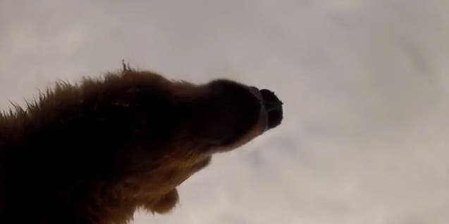 Bear Tries to Eat GoPro, Reminds Us Why Action Cameras Are Awesome