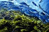 A-school-of-blue-maomao-fish-swim-over-thick-kelp