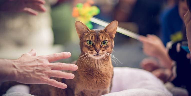 Reader Photo Gallery: 39 Portraits of Pets