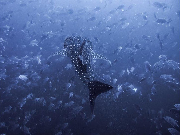 An 8 Meter Whale Shark Glides Through a School of Jacks