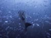 An 8 Meter Whale Shark Glides Through a School of Jacks