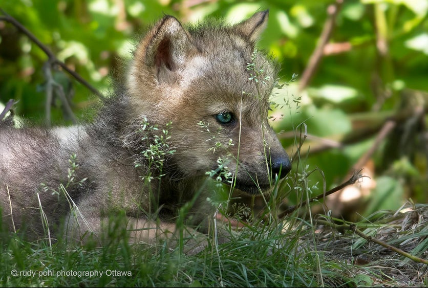 Today's Photo of the Day was taken by Rudy Pohl in Montebello, Quebec. Rudy captured this timber wolf pup using a Nikon D7100 and a 300mm lens. See more of Rudy's work<a href="http://www.flickr.com/photos/rudypohl/"> here. </a> Want to see your images picked as a Photo of the Day? Submit your work to our <a href="http://www.flickr.com/groups/1614596@N25/pool/page1">Flickr Group. </a>