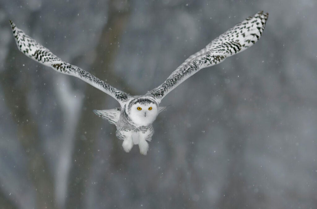 Rudy Pohl made this incredible image of a snowy owl mid-flight in Ottawa, Canada. See more of his work <a href="http://www.flickr.com/photos/rudypohl/">here</a>.