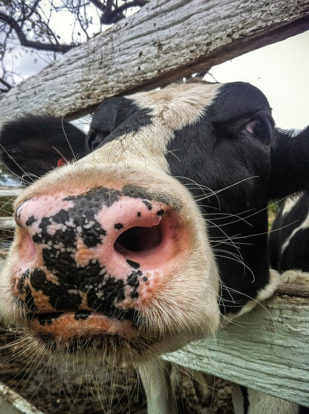 Today's Photo of the Day comes from Danielle Marie Bedics-Arizala at Klein Farms in Easton, PA using an Apple iPhone 4. See more of her work <a href="http://www.flickr.com/photos/daniellebedics/">here.</a>