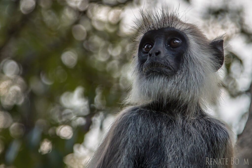 Today's Photo of the Day was captured by Renate Bomm is Sri Lanka using a Canon EOS 6D
with a EF 24-105mm f/4L IS USM lens at 1/90 sec, f/4 and ISO 100. See more work <a href="https://www.flickr.com/photos/felana/">here. </a>