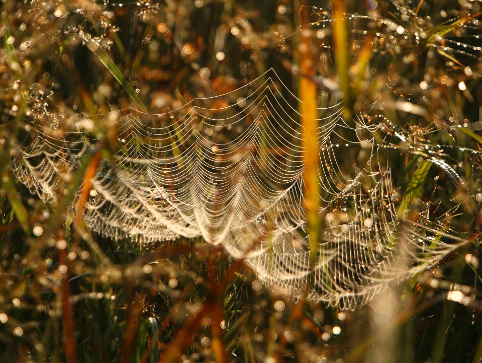 Today's Photo of the Day comes from Lana Gramlich and was taken at the Abita Creek Flatwoods Preserve in Louisiana. Lana used a Canon EOS 5D with EF70-200mm f/2.8L IS USM +2.0x lens at 1/500 sec; f/5.6, ISO 200 to capture this dew covered spider web. See more of her work <a href="http://www.flickr.com/photos/lanagramlich/">here. </a>