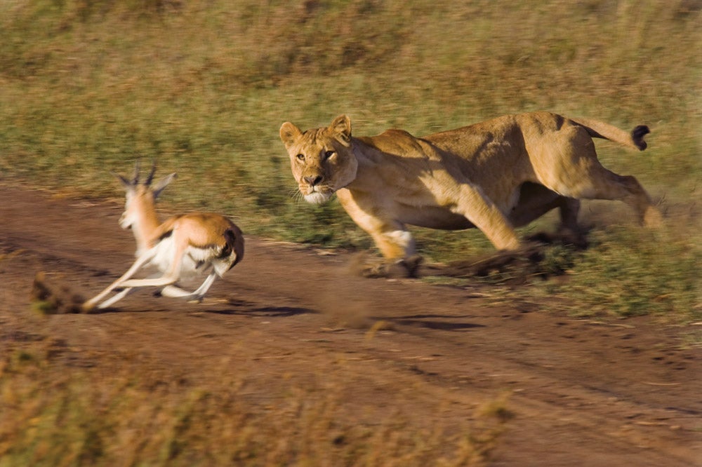 Lioness, Serengeti National Park, Tanzania