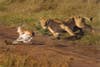 Lioness, Serengeti National Park, Tanzania