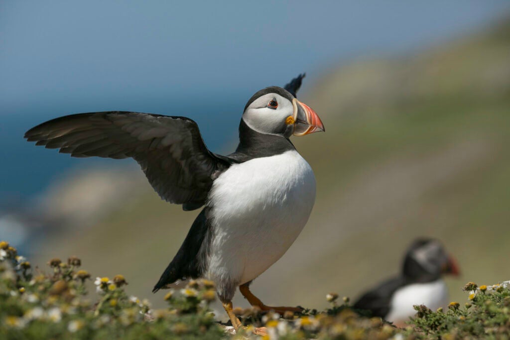 Today's Photo of the Day was captured by Wendy Chapman on Skomer Island in Wales with a Canon EOS 5D Mark III
and a EF70-200mm f/2.8L IS II USM +1.4x III lens at 1/640 sec, f/5.6 and ISO 200. See more work <a href="https://www.flickr.com/photos/wacphoto/">here.</a>