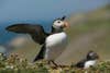 Today's Photo of the Day was captured by Wendy Chapman on Skomer Island in Wales with a Canon EOS 5D Mark III
and a EF70-200mm f/2.8L IS II USM +1.4x III lens at 1/640 sec, f/5.6 and ISO 200. See more work <a href="https://www.flickr.com/photos/wacphoto/">here.</a>