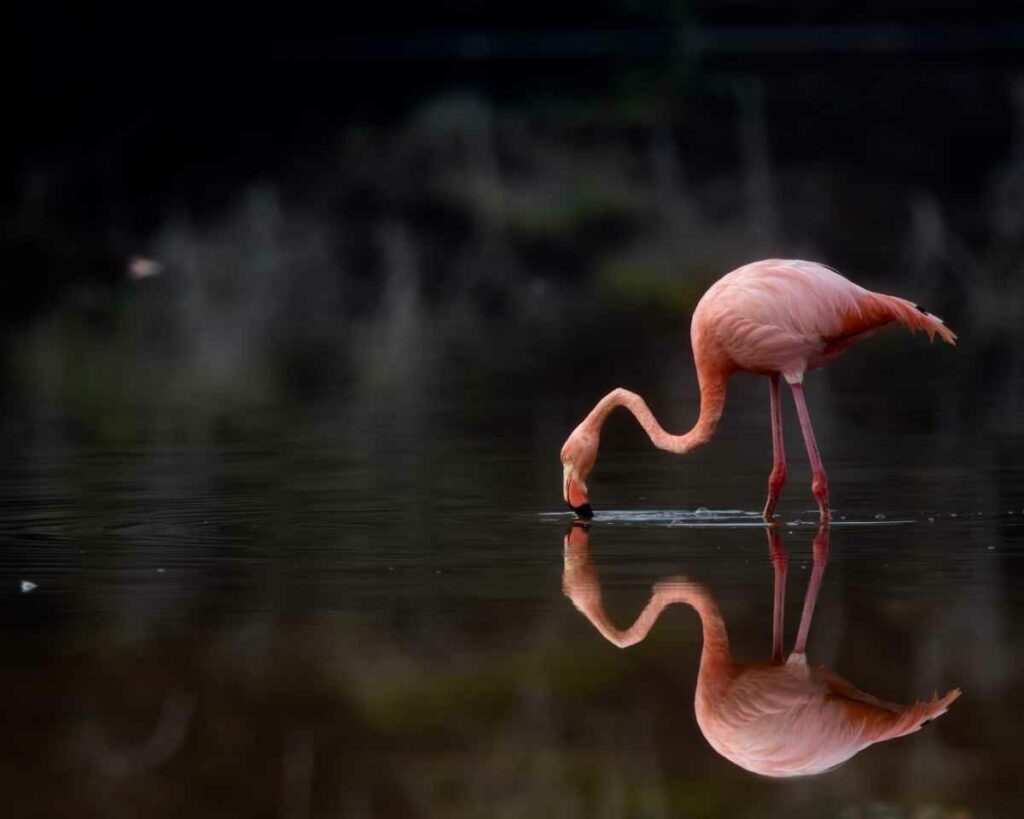 This Photo Shows A Galapagos Flamingo And Its Reflection, In A Very Secluded Location.