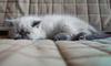 Today's Photo of the Day comes from Flickr user Vasilvasspb. We love the cat's-eye-view that the photographer used to capture this portrait of a sleeping long haired kitten. See more work <a href="https://www.flickr.com/photos/vasilvas/">here.</a>