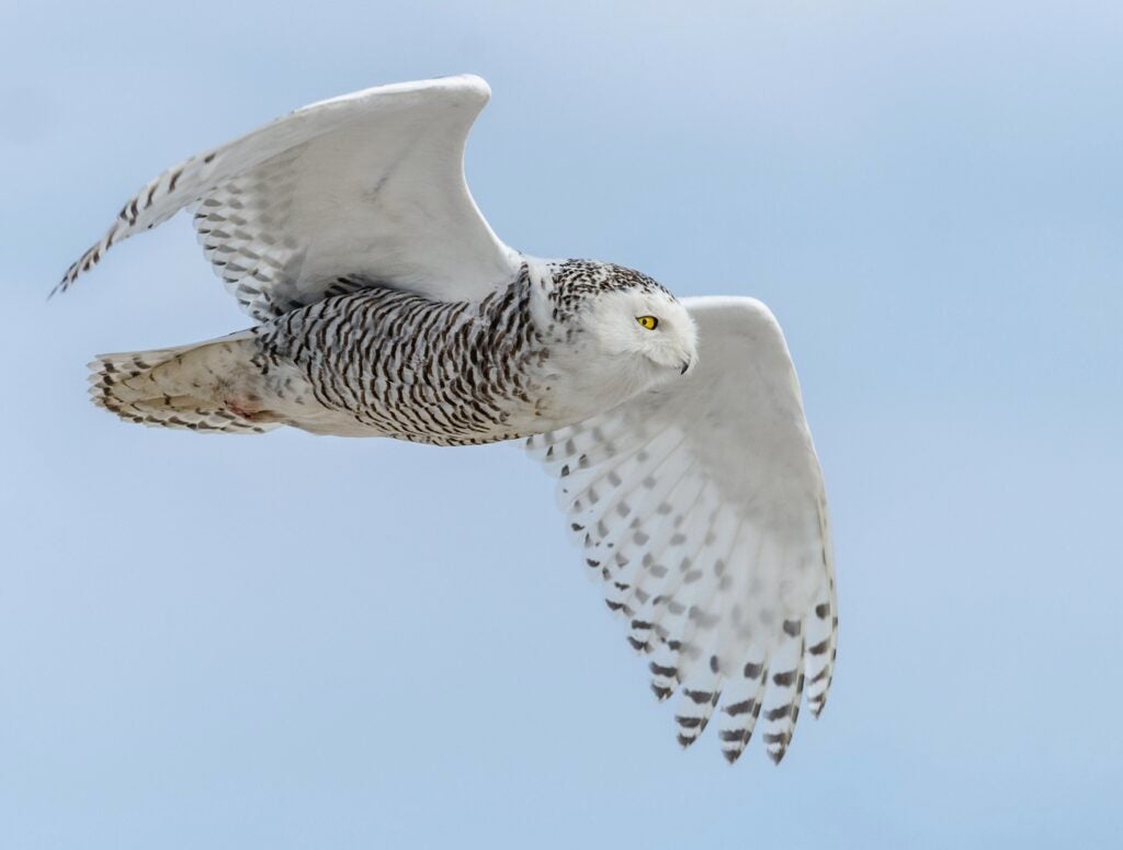 Today's Photo of the Day comes from Harry Collins and was taken at Beach State Park in New Jersey. Collins captured this owl in flight using a Nikon D7000 with 150.0-500.0 mm f/5.0-6.3 lens at 1/2500 sec, f/7.1 and ISO 500. See more of his work <a href="http://www.flickr.com/photos/collins93/">here.</a>