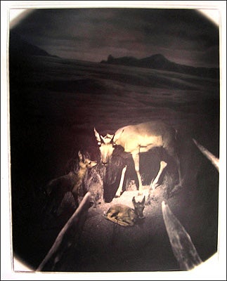 Deer-Camera-This-tone-gelatin-silver-print-featur