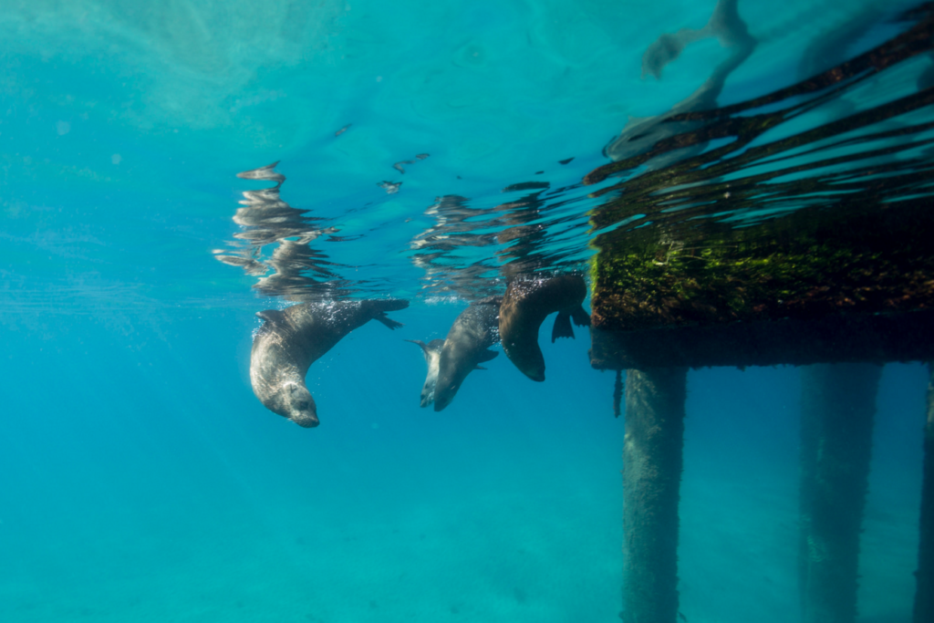 Today's Photo of the Day was taken by Markolf Zimmer in Victoria, Australia. Zimmer captured this playful underwater scene using a Canon EOS 5D Mark III
with a wide 15mm lens at 1/160 sec, f/4 and ISO 100. See more work <a href="https://www.flickr.com/photos/markolfzimmer/">here.</a>