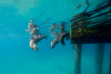 Today's Photo of the Day was taken by Markolf Zimmer in Victoria, Australia. Zimmer captured this playful underwater scene using a Canon EOS 5D Mark III
with a wide 15mm lens at 1/160 sec, f/4 and ISO 100. See more work <a href="https://www.flickr.com/photos/markolfzimmer/">here.</a>