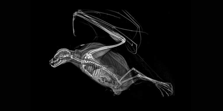 Spooky animal x-rays are exactly as cool as you’d imagine