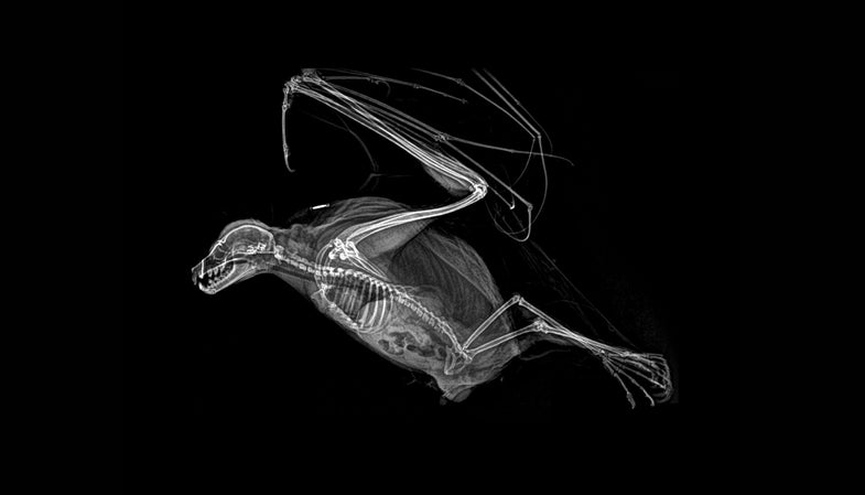 x-ray of a bat skeleton