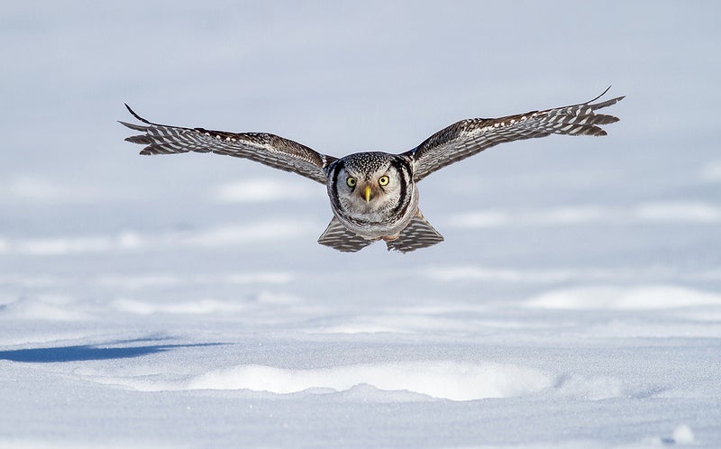 See more of Bill's incredible bird photography on <a href="http://www.flickr.com/photos/billmcmullen/">Flickr</a>. <strong>If you want to be considered for Photo of the Day, submit a photo to <a href="http://www.flickr.com/groups/1614596@N25/">our Flickr group, here</a>.</strong>