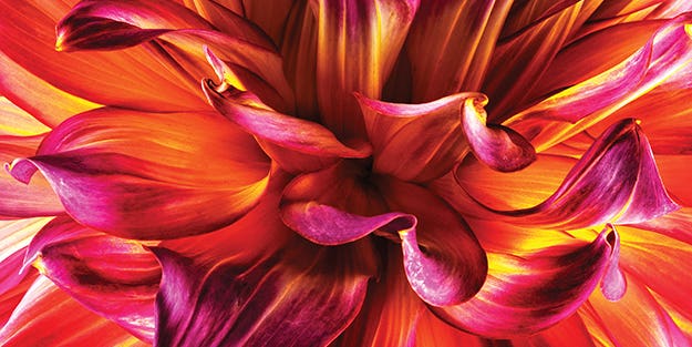 You Can Do It: Tips for Better Up-Close Flower Photography