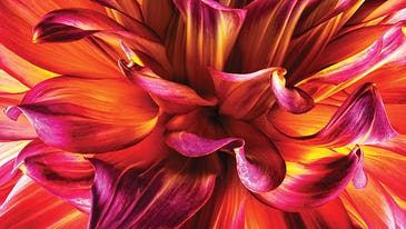You Can Do It: Tips for Better Up-Close Flower Photography
