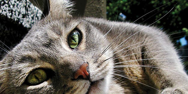Quick Tip: How To Take Great Cat Photos