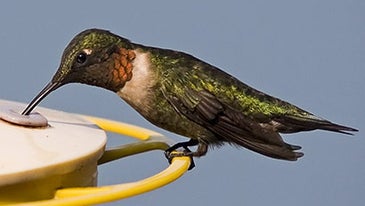 How to Set Up a Backyard Wildlife Refuge