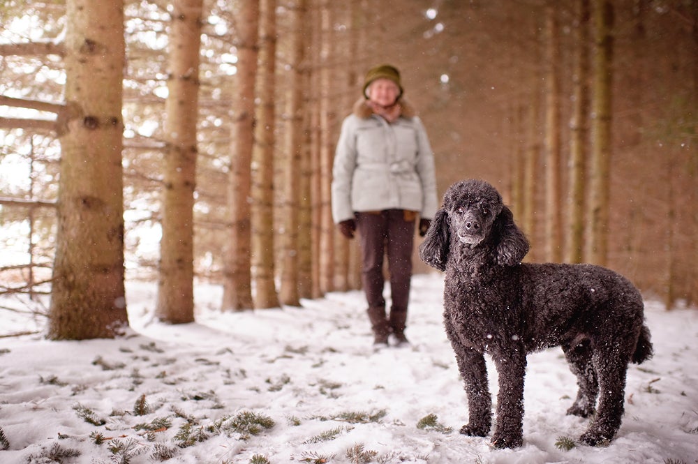 Barkley, poodle senior