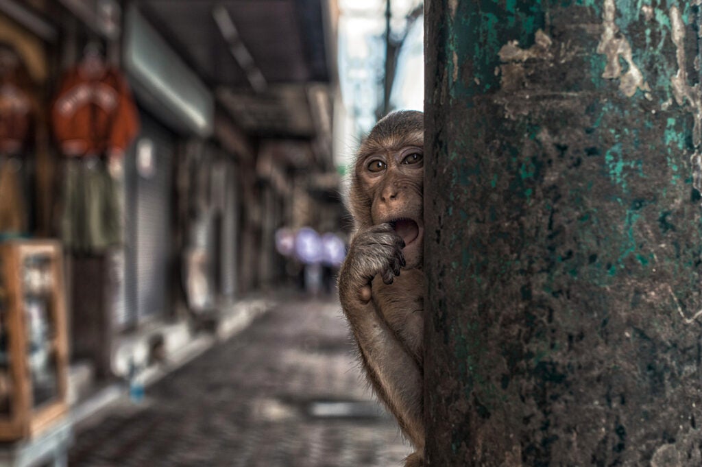 Today's Photo of the Day comes from Ettore De Maio and was taken in Lopburi, Thailand, which is well known for its large population of long-tailed macaque monkeys. De Maio captured this one with a Nikon Df and a 50 mm f/1.4 lens at 1/160 sec, f/5.6 and ISO 200. See more work <a href="http://www.flickr.com/photos/haiirox/">here.</a>