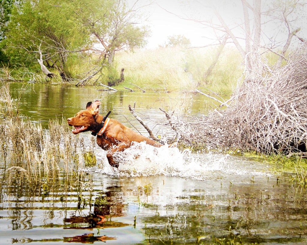 Ruck's Daily Plunge