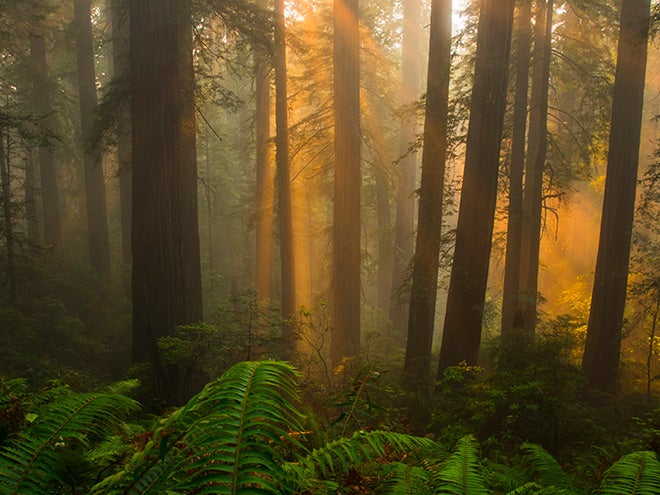 "Redwood