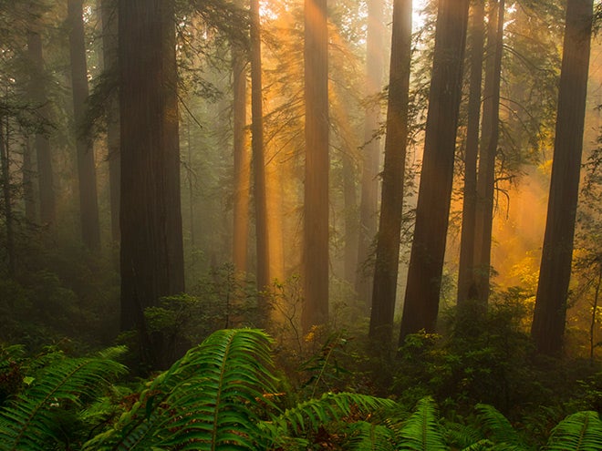 Redwood National and State Parks