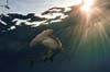 A-Great-Hammerhead-Shark-moves-just-below-the-surf