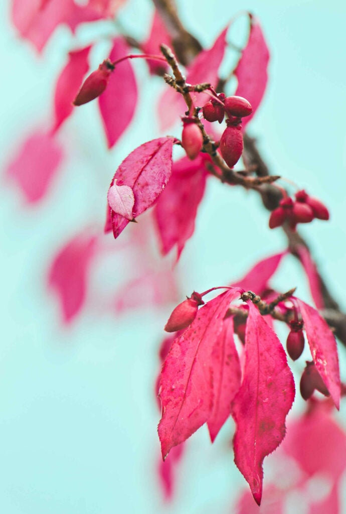 This photograph was taken in New Brunswick as fall was coming into play.  The leaves on this particular bush turn a bright a pink and then fall to the ground.