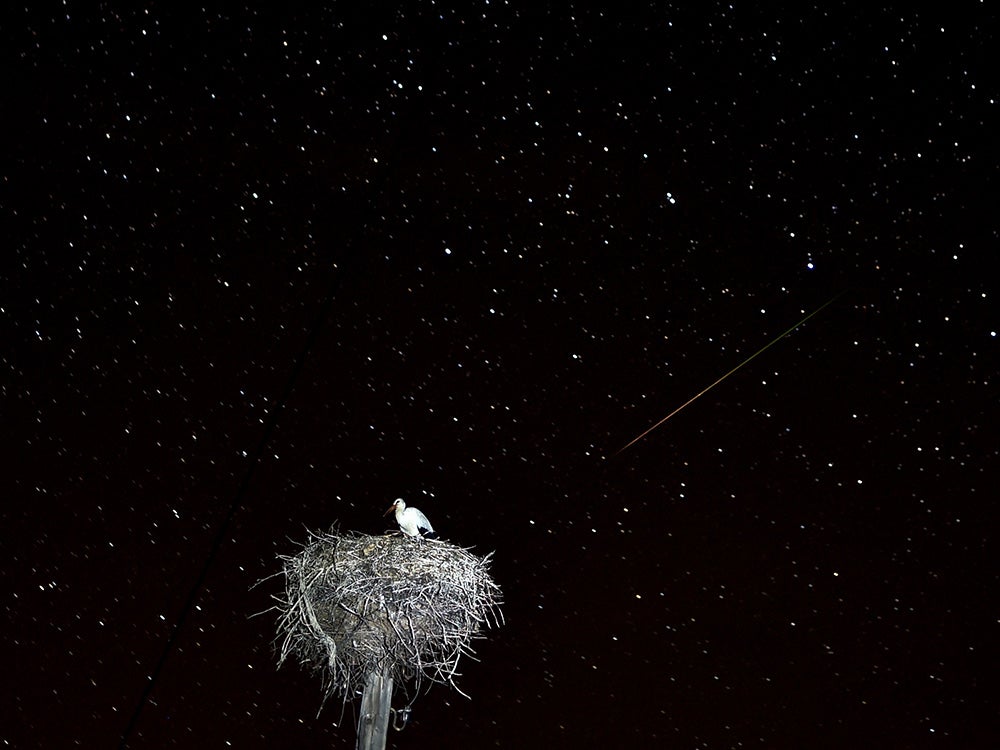 Perseids meteors cross the night sky over a stork sitting in its nest