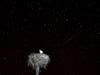 Perseids meteors cross the night sky over a stork sitting in its nest