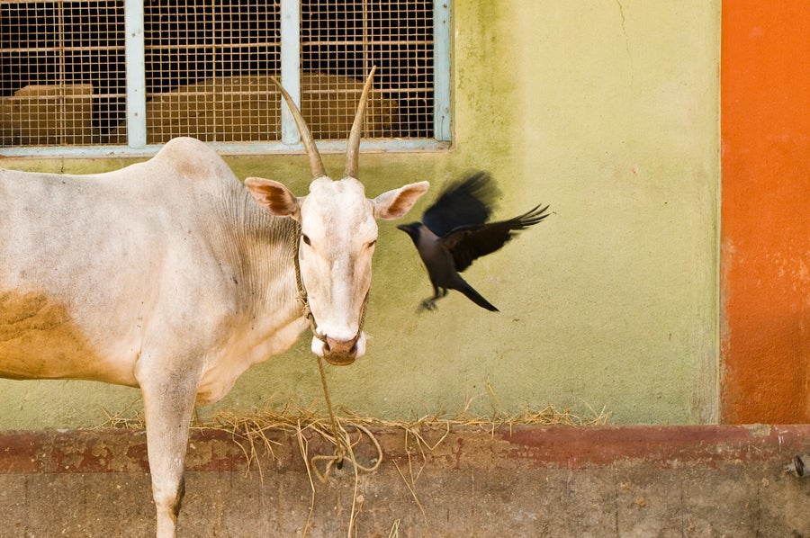 Cow and Bird