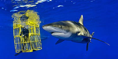 Behind the Lens with Brian Skerry