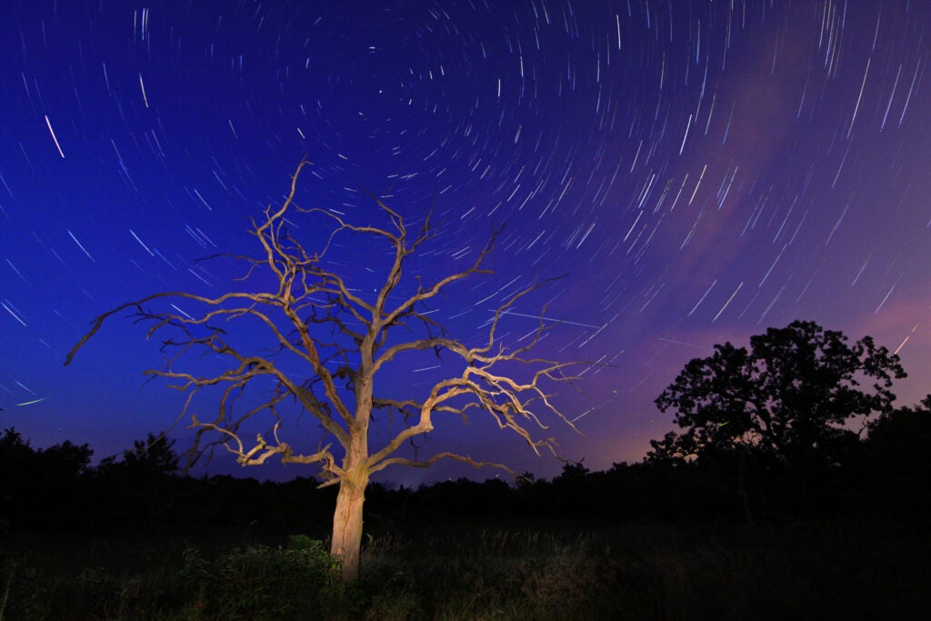 Beauty in a dead tree