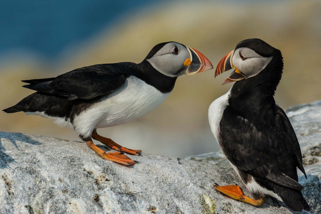 Photographer Fred Roe captured these two Atlantic puffins on Machias Seal Island in New Brunswick, Canada using a Nikon D7100
with a 80-400mm f/4.5-5.6 lens. Roe extended his lens to the full 400mm and used a 1/500 sec shutter speed at f/9 and ISO 100 to grab this shot. See more work <a href="https://www.flickr.com/photos/70295563@N00/">here. </a>