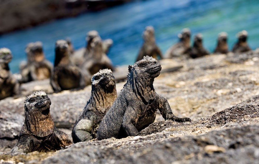 Exotic Animals: Galapagos Islands