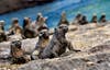 Exotic Animals: Galapagos Islands