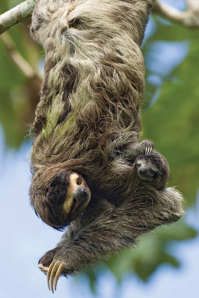 Brown-throated Three-toed Sloth And Newborn