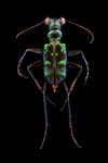 Tiger beetle