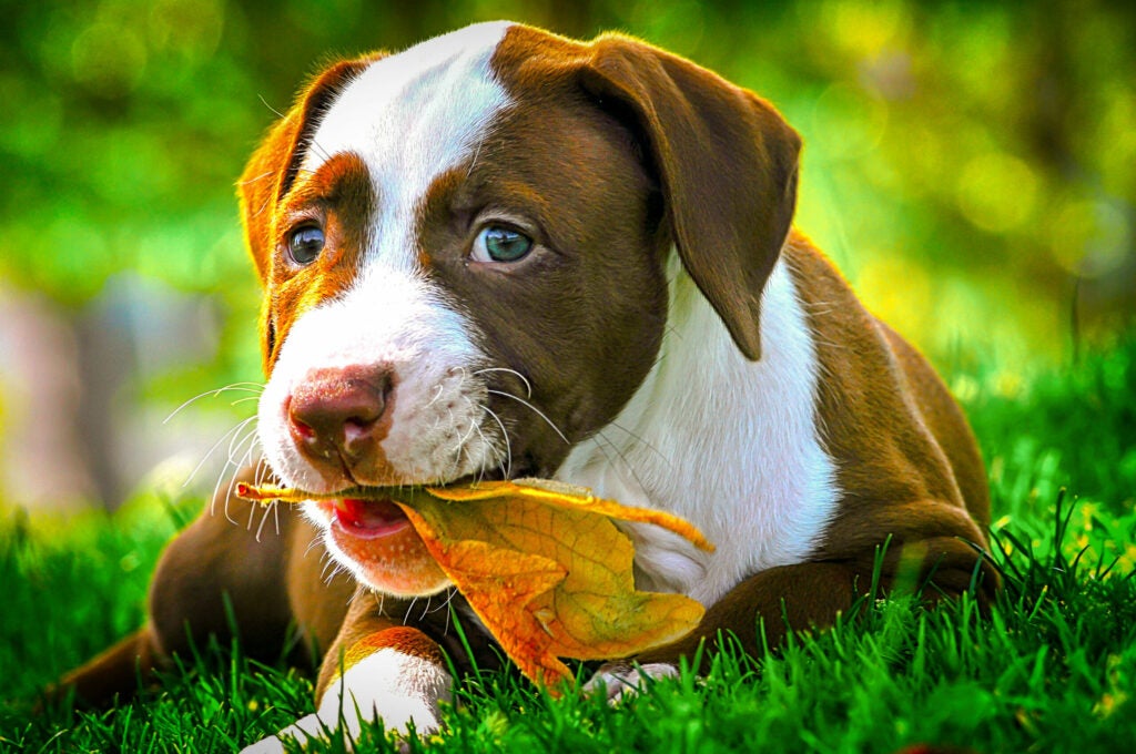 "Puppy"